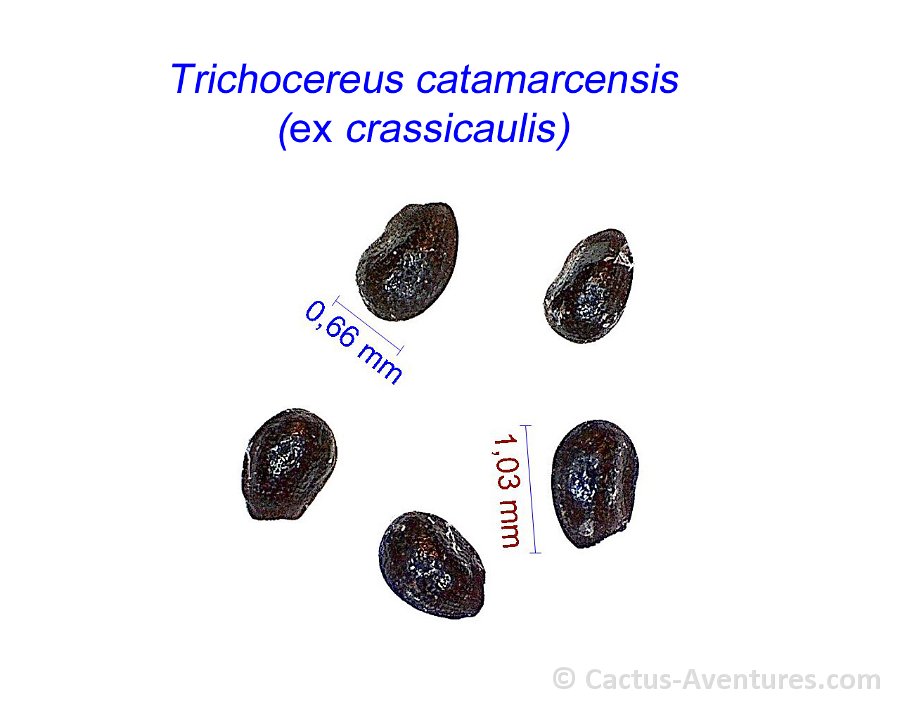 Trichocereus catamarcensis ex crassicaulis